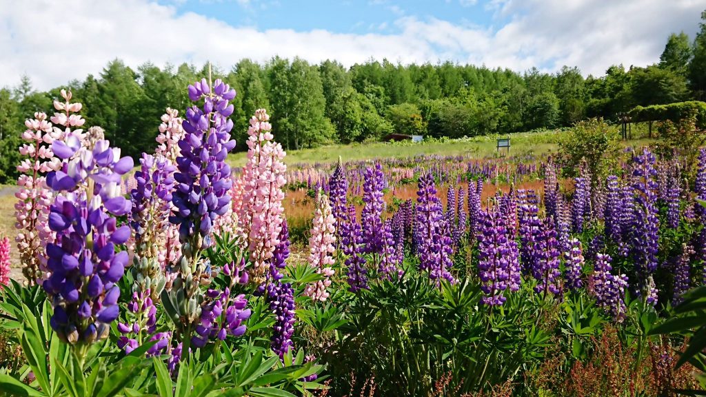 彩りの丘 北海道北空知観光インフォメーション
